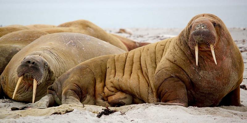 掌握未来网络核心：P4语言与白盒交换机实践教程与资源分享