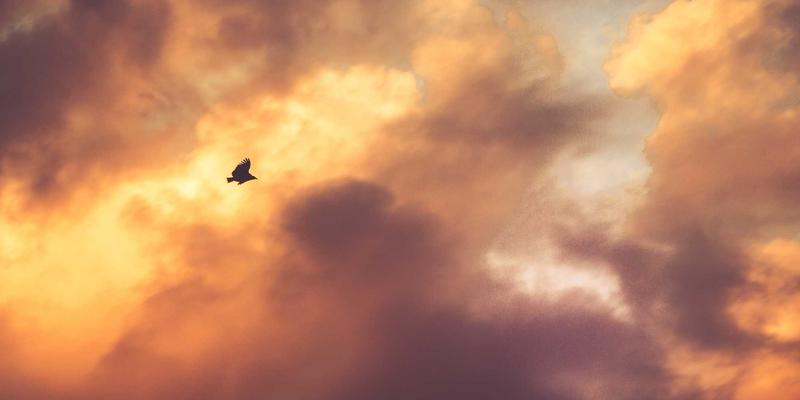 网络技术高效应用指南：编程开发、IT资源与分享生态