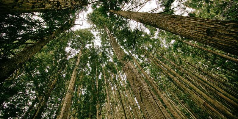 零信任网络架构实施路径：超越传统VPN的现代安全编程开发指南